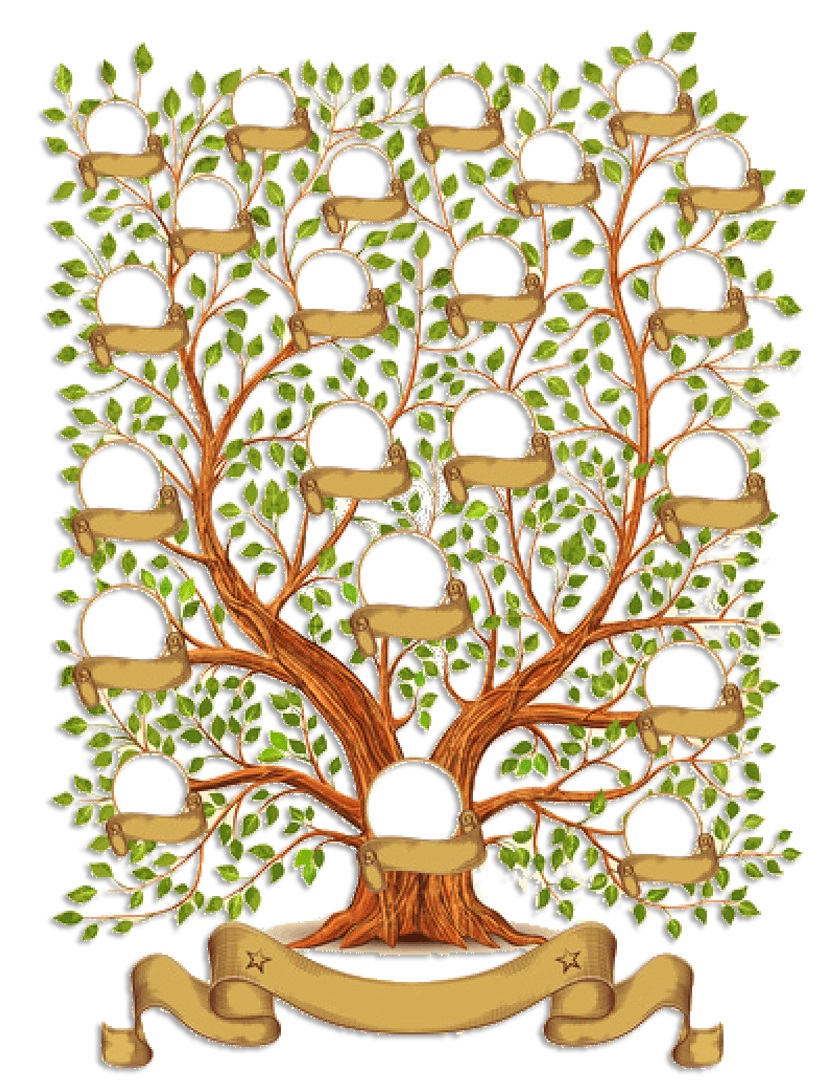 L'albero genealogico - L'albero genealogico